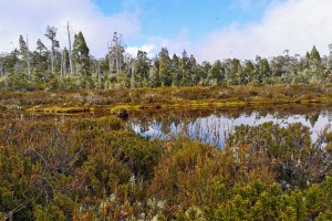 Wetland types of NZ