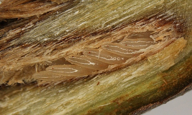 Chorus cicada eggs. Christina Rowe / CC BY-SA (https://creativecommons.org/licenses/by-sa/4.0)