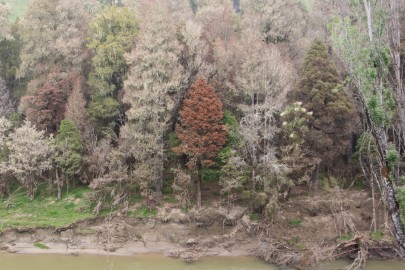 Te Tairāwhiti forest is showing signs of serious dieback due to sediment deposition after Cyclone Gabrielle