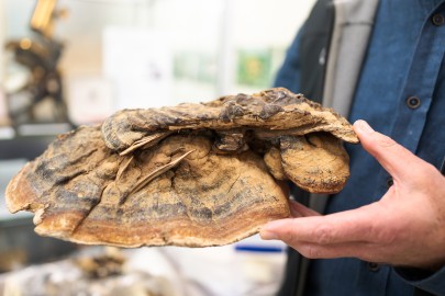 Fungi specimen from the NZ Fungarium