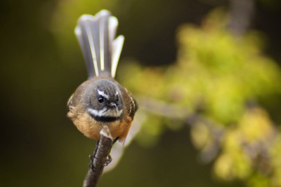 Piirairaka (Waikato-Tainui name for NZ fantail, Rhipidura fuliginosa)