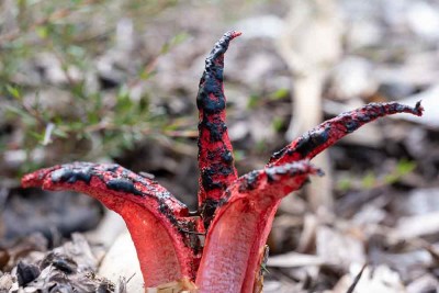 Stinkhorn