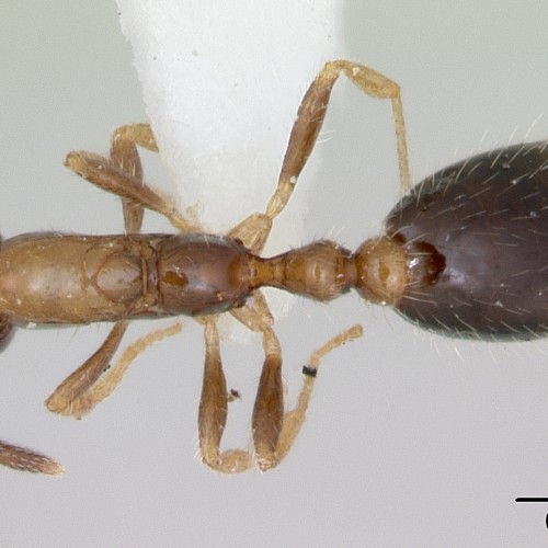 Monomorium floricola » Manaaki Whenua