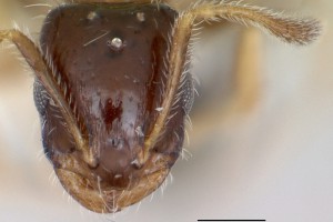 [Monomorium floricola] head. Image: April Nobile (CASENT0173272). www.antweb.org