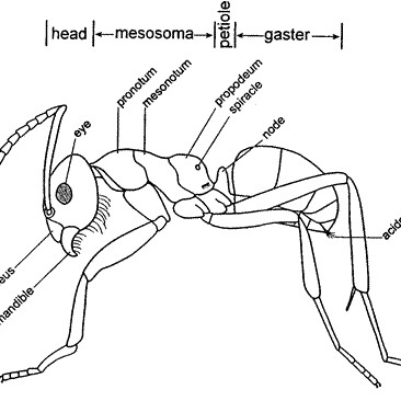 Key to the ants of NZ » Manaaki Whenua