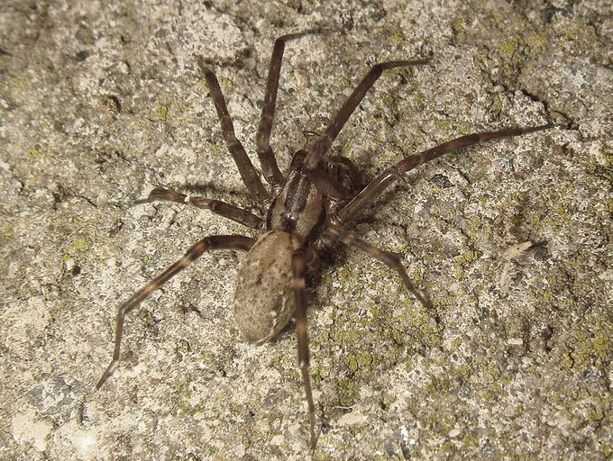 The truth about white-tailed spiders - Australian Geographic