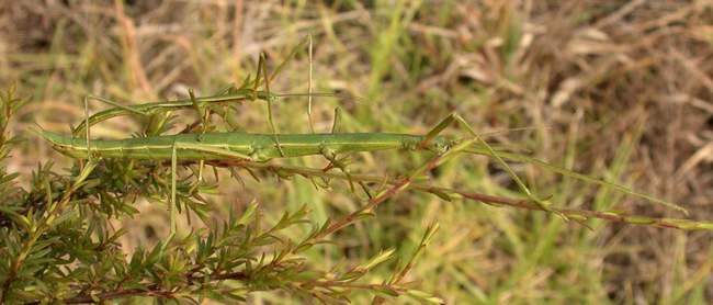 Mating pair of [Clitarchus hookeri] from the Coromandel. The male is the smaller of the two. Image: Kathy Hill & David Marshall 