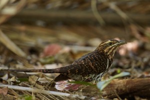 Koekoeā | Eudynamys taitensis | Long-tailed cuckoo