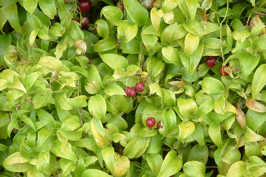 Bridal creeper » Manaaki Whenua