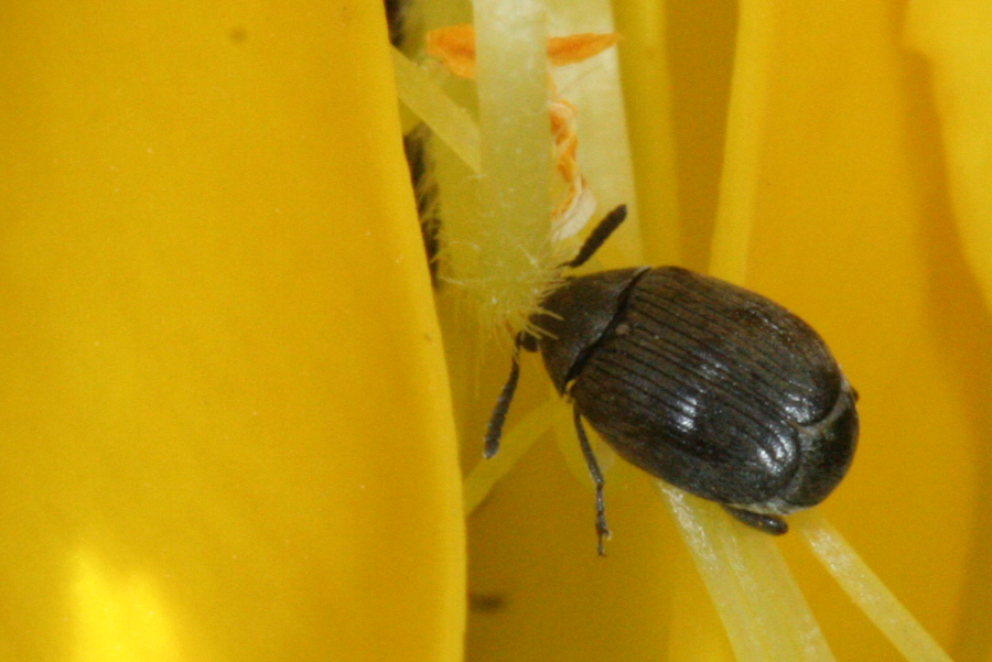 Broom Seed Beetle Manaaki Whenua