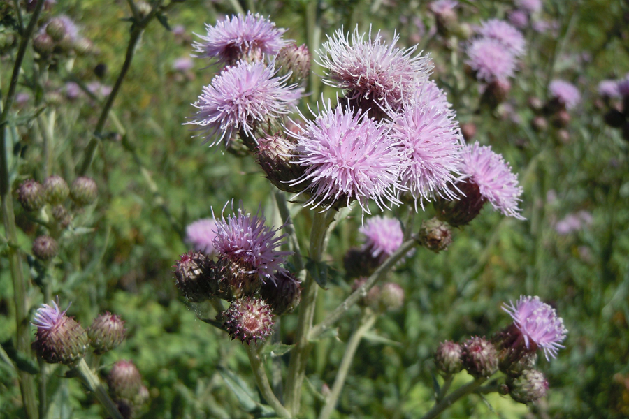 Californian thistle » Manaaki Whenua