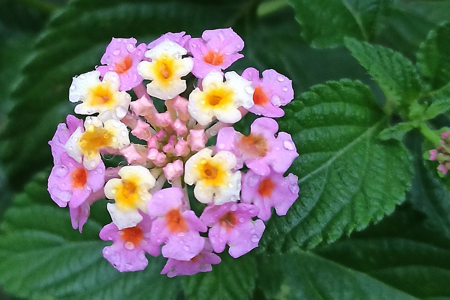 Lantana » Manaaki Whenua