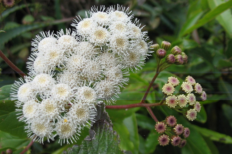 Mexican devil weed » Manaaki Whenua