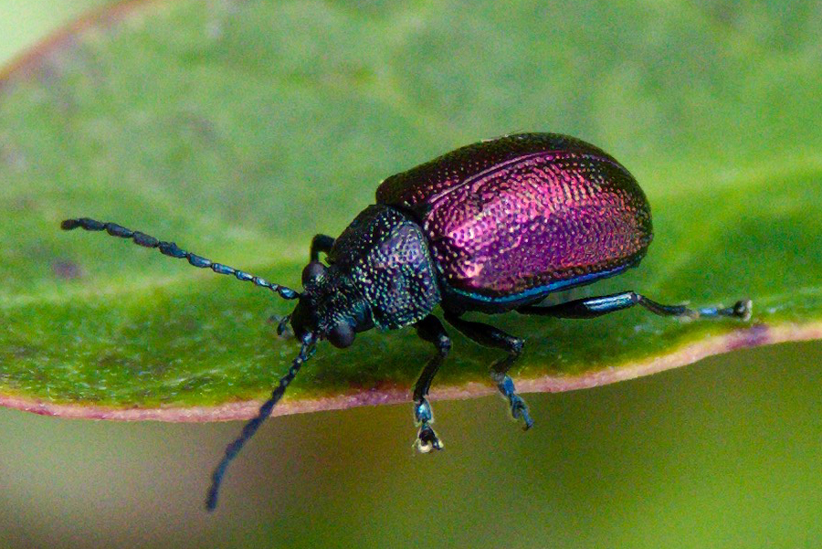 Moth plant beetle » Manaaki Whenua