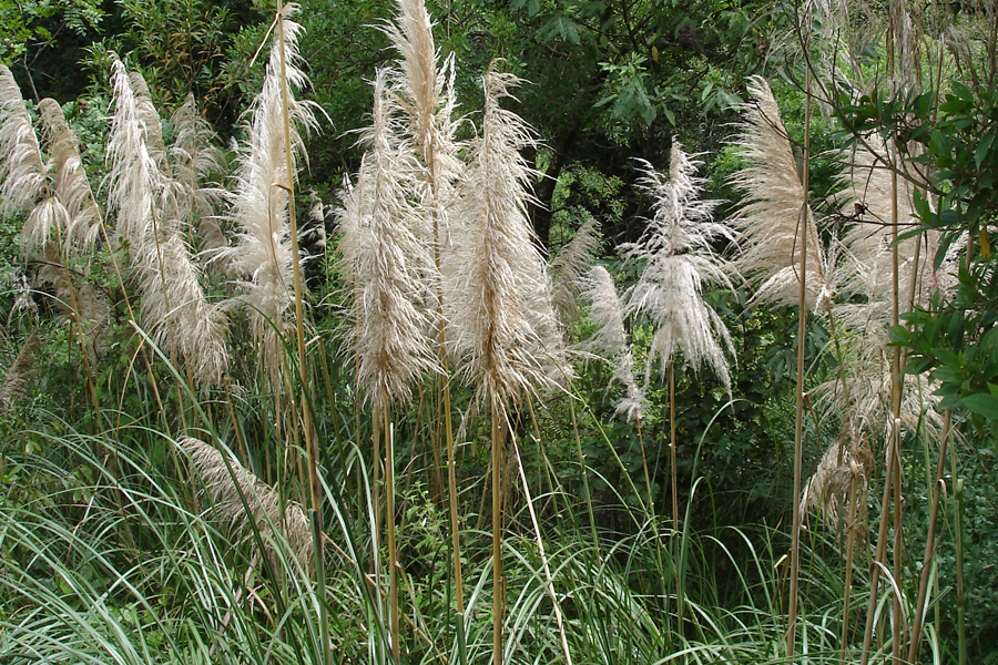 Pampas » Manaaki Whenua