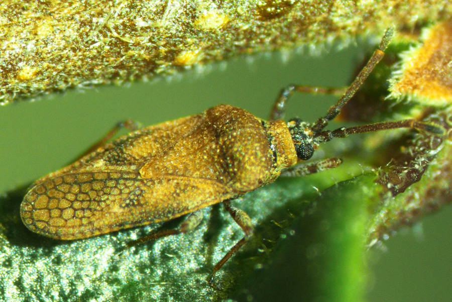 Privet lacebug » Manaaki Whenua