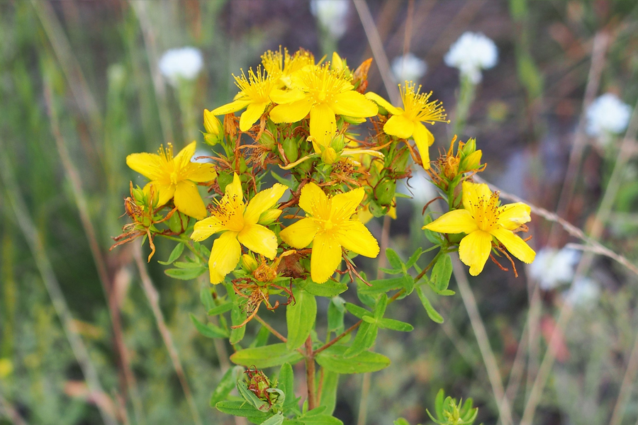 St John's wort » Manaaki Whenua