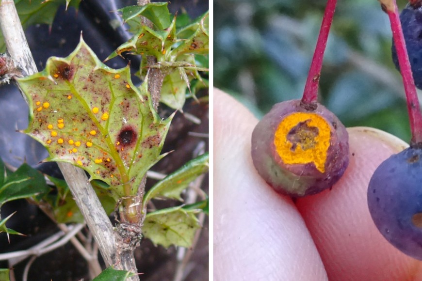 Darwin's Barberry rust (Puccinia berberidis-darwinii) on leaves (on left); on fruits (on right) (photos provided by MWLR).