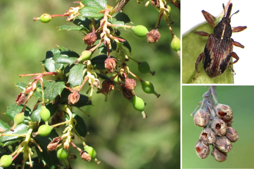 Flower buds damaged by Darwin's barberry flower weevil (Anthonomus kuscheli) (on left and bottom right); adult (top right) (images provided by MWLR).