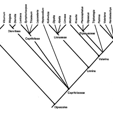 Test plant list » Manaaki Whenua