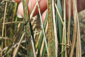 Chilean needle grass with rust pustules