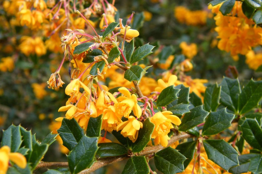 Darwin's Barberry (Berberis darwinii) (Image credit: Carolyn Lewis (Weedbusters)) Darwin's Barberry (Berberis darwinii) (Image credit: Carolyn Lewis (Weedbusters))