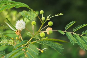 Leucaena leucocephala Agnieszka Kwiecien Nova CC BY SA 4 0 via Wikimedia Commons