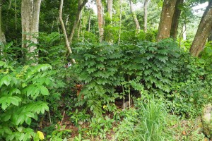 African tulip tree invades natural forests in Rarotonga