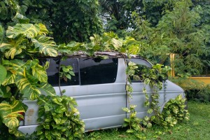 Vehicle overrun with weeds