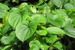 air potato dioscorea bulbifera Forest & Kim Starr, CC BY 3.0 US, via Wikimedia Commons