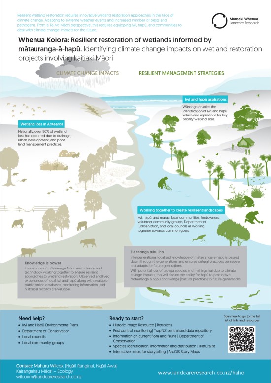Infographic: Resilient restoration of wetlands informed by matauranga-a-hapu