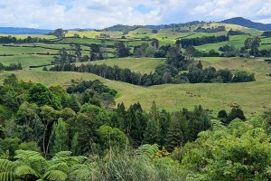 Trees across a rural landscape