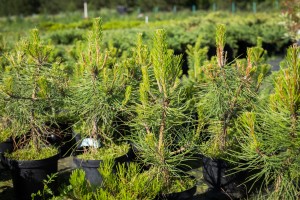 pine seedlings