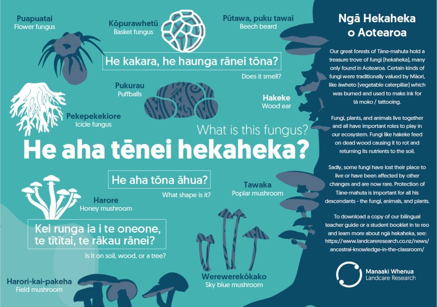 Poster: He aha tēnei hekaheka? What is this fungus?