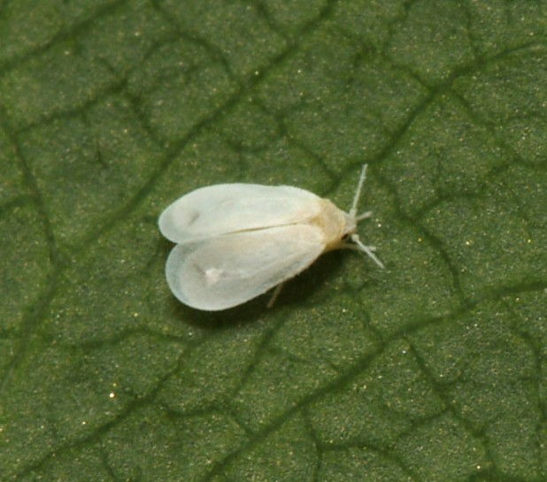 Greenhouse Whitefly. Image: portioid / CC BY-SA 4.0