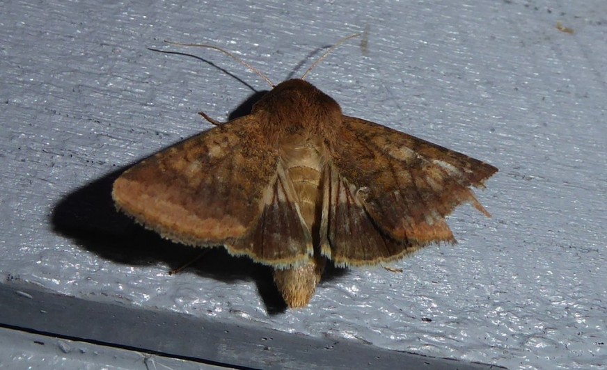 Tomato fruitworm moth » Manaaki Whenua