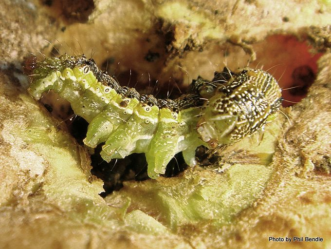 [Helicoverpa armigera conferta] caterpillar. Image: Phil Bendle Collection, CitSciHub.nz