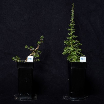 Manuka in Familiar soil under warming treatment (left) and control (right)