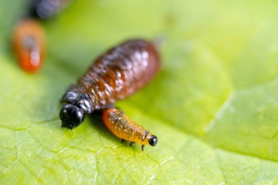 A natural enemy of the air potato (Dioscoria bulbifera), the air potato leaf beetle (Lilioceris cheni) larvae eats the leaf tissue, which stops the vines from growing large.