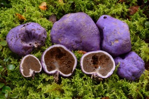 Gallacea scleroderma, Arthurs Pass. Image: Noah Siegel Arthurs Pass