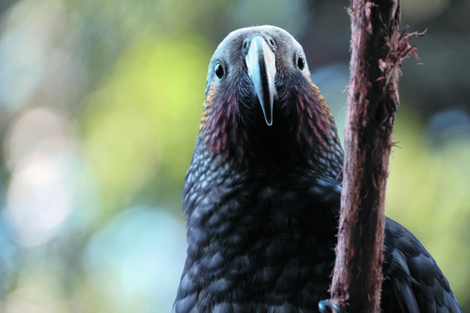 Creating Pest-free Sanctuaries For New Zealand » Manaaki Whenua