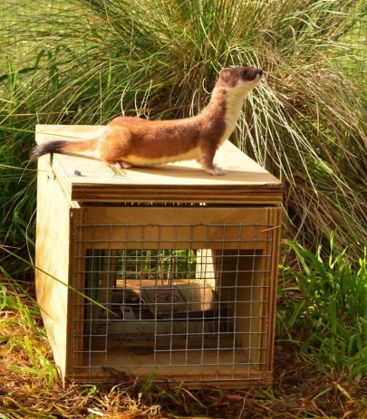 Stoat on trap. Image: John Hunt