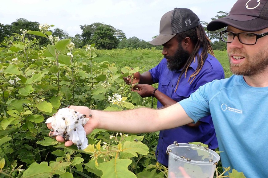 Manaaki Whenua - Landcare Research entomologist Arnaud Cartier and Biosecurity Vanuatu officer Lee Haword Bangdor, making a field release of Pico beetle on prickly solanum weed in Efate, Vanuatu.