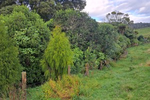 A mixed indigenous-dominated tree patch in Waikato delineated from grazed paddock by a fence. Image: S.Graham