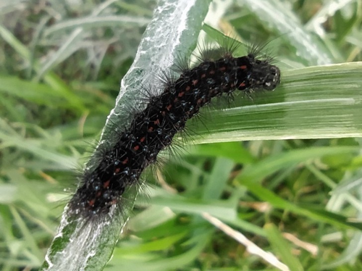 [Nyctemera annulata] caterpillar. Image: wadia /CC BY-NC