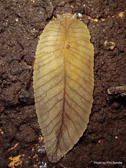 [Pseudaneitea powelli]. Image: Phil Bendle Collection, CitSciHub.nz