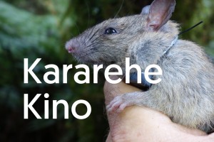 kararehe kino v3