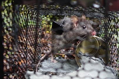 Rats with chips: how radio-collared rats are helping scientists to protect  our native birds » Manaaki Whenua