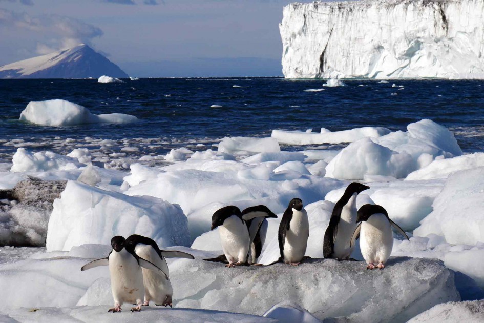 Adélie penguins, climate change and fisheries management » Manaaki Whenua