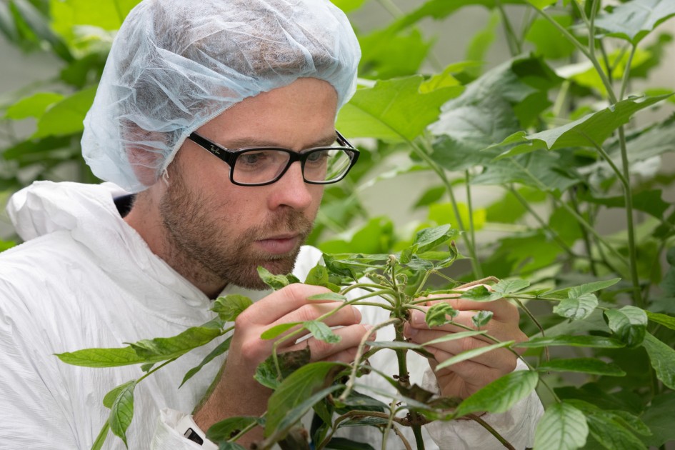 Natural enemies take charge in weed biocontrol Manaaki Whenua